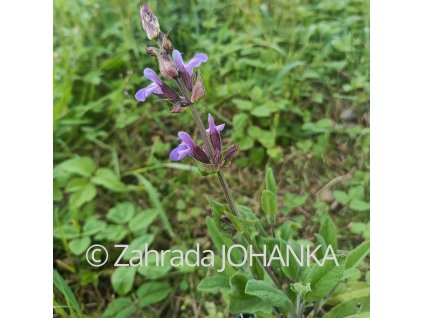 Salvia officinalis 'Extrakta'_4
