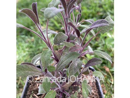 Salvia officinalis 'Purpurascens'_1