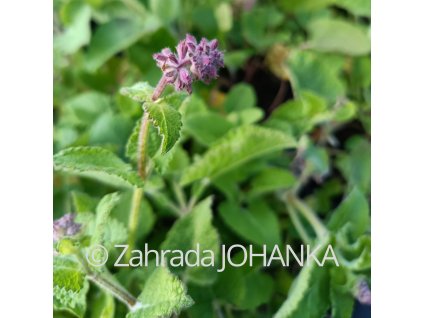 Salvia verticillata_4