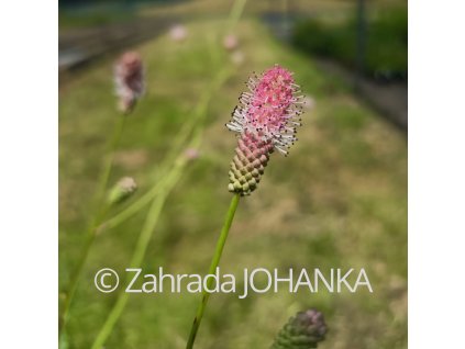 Sanguisorba officinalis 'Pink Tanna'_1