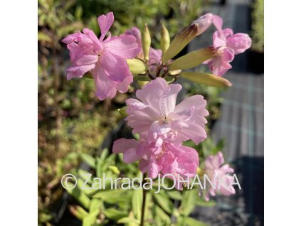 Saponaria officinalis