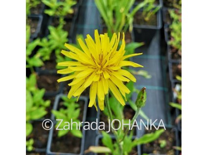 Scorzonera hispanica