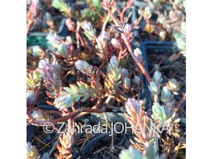 Sedum reflexum 'Silver'