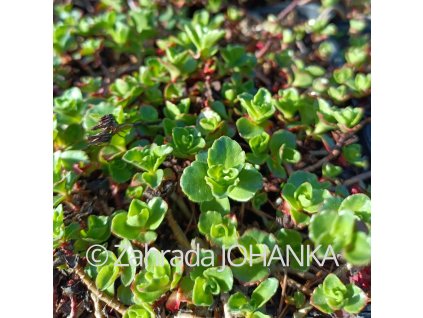 Sedum spurium 'Coccineum'