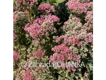 Sedum telephium 'Herbstfreude'