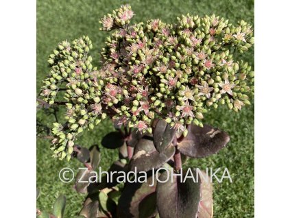 Sedum telephium 'Matrona'_1