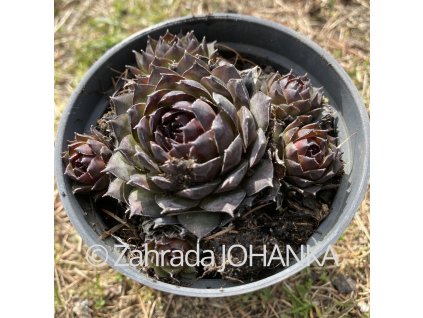 Sempervivum hybr. 'Grey Lady'