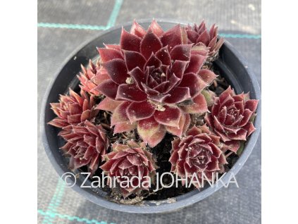 Sempervivum hybr. 'Heigham Red'
