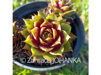 Sempervivum tectorum_1