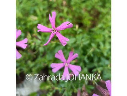 Silene schafta 'Splendens'