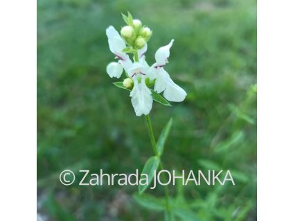 Stachys recta_1
