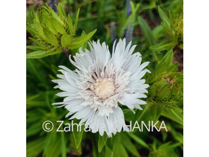Stokesia laevis 'Träumerei'_1