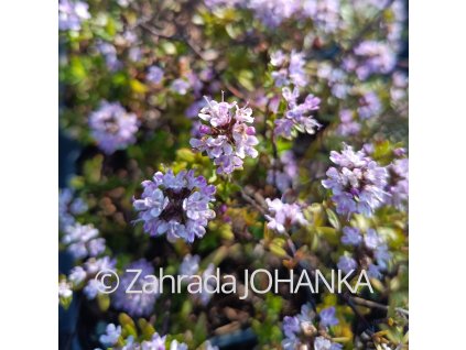 Thymus longicaulis_1
