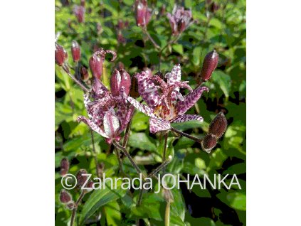 Tricyrtis formosana 'Dark Form'