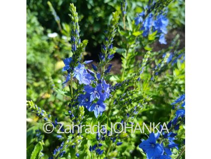 Veronica austriaca teucrium 'Knall Blue'_2