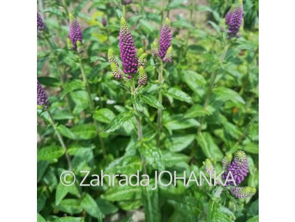 Veronica longifolia 'First Match'_3