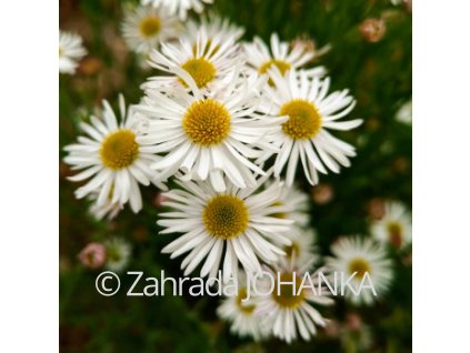 Boltonia asteroides