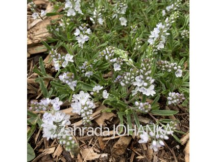 Veronica prostrata 'Alba'