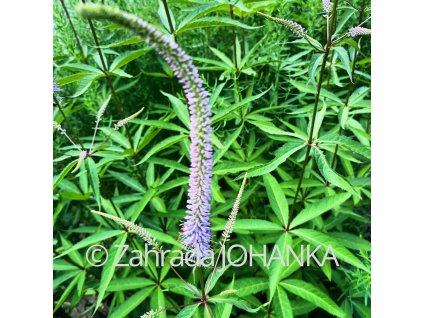 Veronicastrum virginicum 'Amethyst'