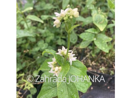 Vincetoxicum hirundinaria_3