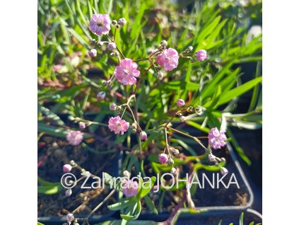 Gypsophila repens 'Rosenschleier'_1