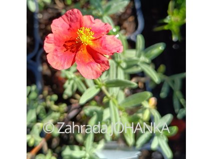 Helianthemum 'Fire Dragon'_1