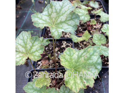 Heuchera americana 'Dale's Strain'_1