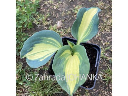 Hosta 'Dream Queen'