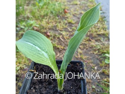 Hosta 'Krossa Regal' (nigrescens)