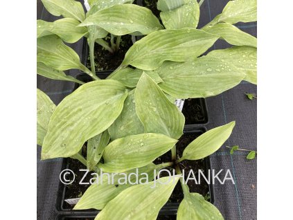 Hosta 'Krossa Regal' (nigrescens)_3