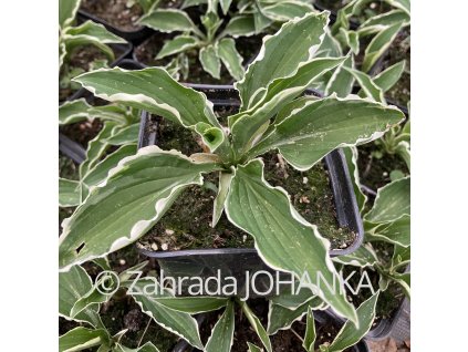 Hosta 'Stiletto'