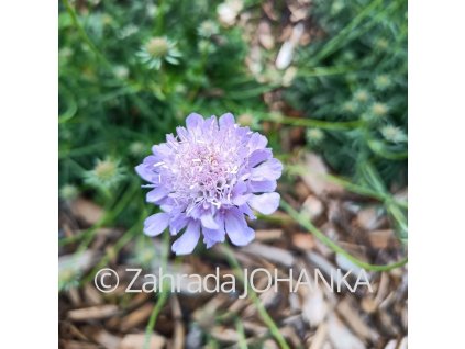 Scabiosa caucasica 'Fama Deep Blue'_1