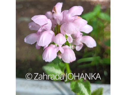 Lamium maculatum 'Shell Pink'_3