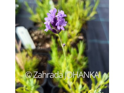 Lavandula angustifolia 'Hidcote Dark Blue'