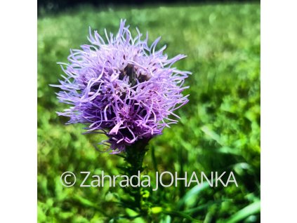 Liatris spicata 'Kobold'_1