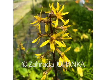 Ligularia sibirica_3