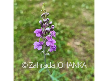 Linaria purpurea_1