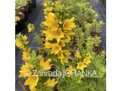 Lysimachia punctata 'Hometown Hero'_5