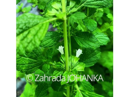 Melissa officinalis 'Quedlinburger Niederliegende'_1