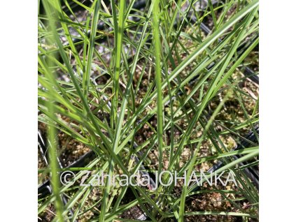 Miscanthus sinensis 'Yaku Jima'
