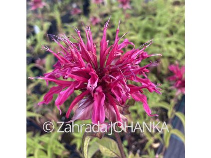 Monarda 'Mahogany'_2