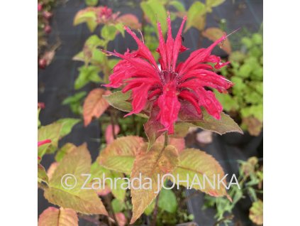 Monarda 'Pink Lace'
