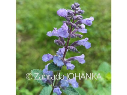 Nepeta 'Poseidon'_1