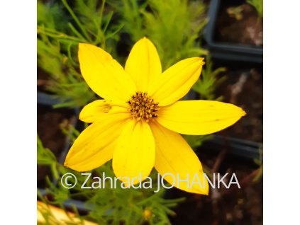 Coreopsis verticillata 'Zagreb'_2