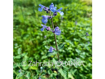Nepeta x faassenii 'Kit Cat'_1