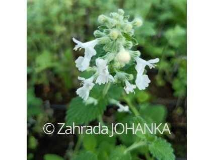 Nepeta x faassenii 'Snowflake'_2