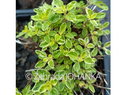 Origanum vulgare 'Variegata'_1