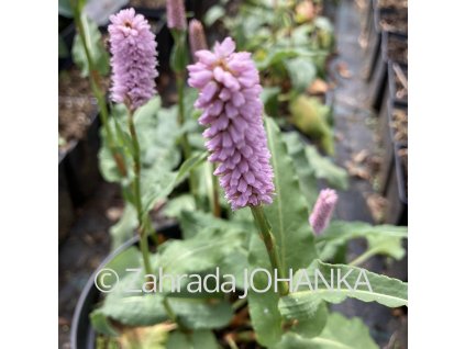 Persicaria bistorta (Bistorta officinalis)_2