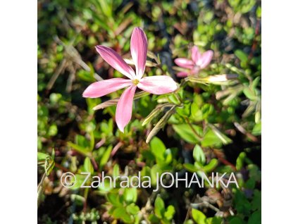 Phlox adsurgens 'Waggon Wheel'_3