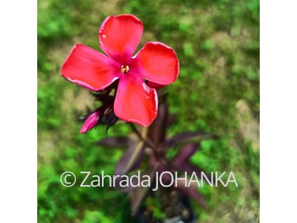 Phlox paniculata 'Spitfire'_1